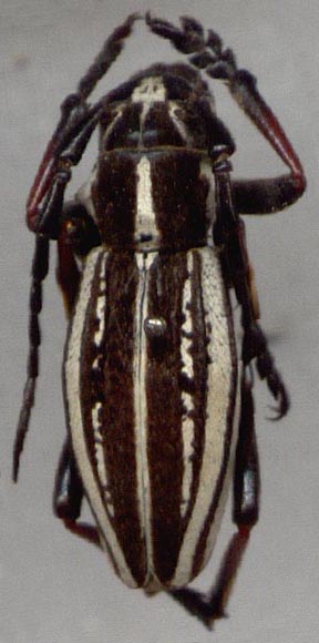 Dorcadion cephalotes, paralectotype, color image