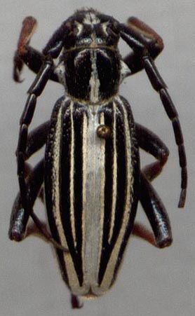 Dorcadion lydiae, paratype, color image
