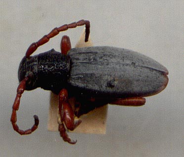 Dorcadion sevliczi, paratype, color image
