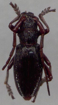 Eodorcadion tuvense, paratype, color image
