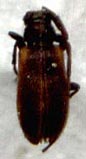 Exocentrus conjugatofasciatus, holotype, color image