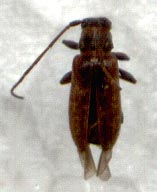 Miaenia maritima, holotype, color image