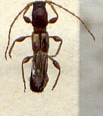 Molorchus incognitus, holotype, color image