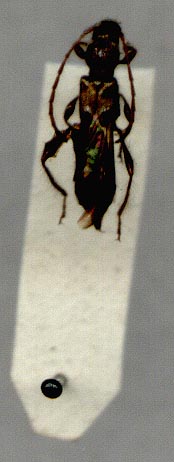 Nadezhdiana villosa, holotype, color image