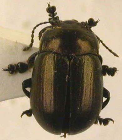 Chrysolina capricornus, holotype, color image