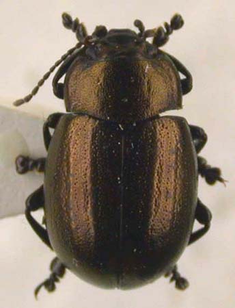 Chrysolina dudkoi dudkoi, holotype, color image