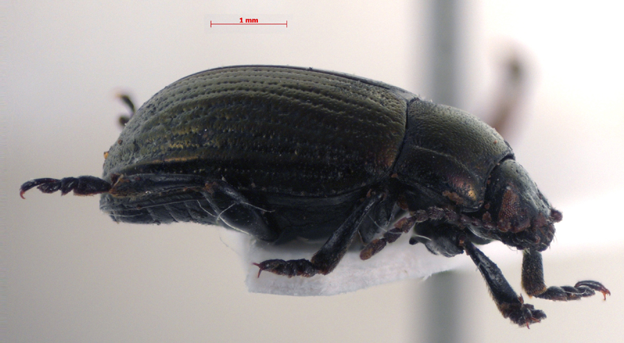 Chrysolina mordkovitshi, holotype, color image
