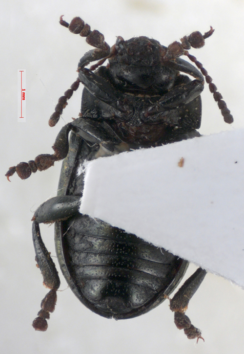 Chrysolina mordkovitshi, holotype, color image