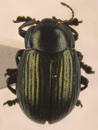 Chrysolina uraltuvensis, holotype, color image