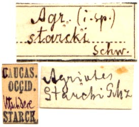 Agriotes starcki, labels, color image