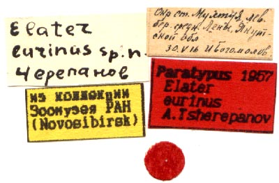 Paralectotype labels, color image