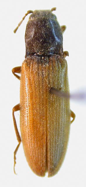 Harminius flavipennis, lectotype, color image