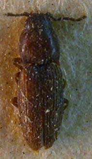 Hypnoidus minutulus, lectotype, color image