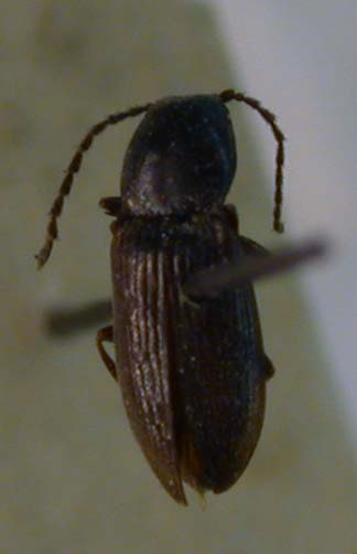 Hypnoidus simplicipunctatus, lectotype, color image