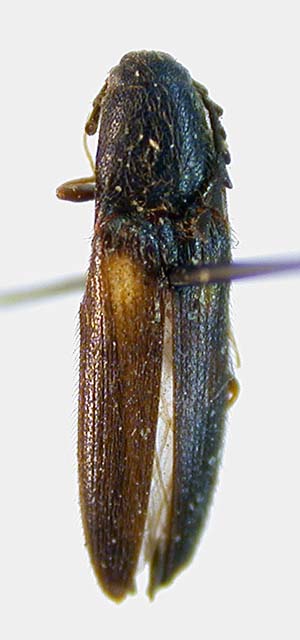 Ischnodes sibiricus, holotype, color image