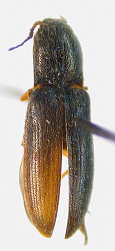 Limonius obiensis, holotype, color image