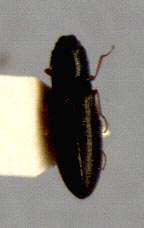 Limonius obiensis, paratype, color image