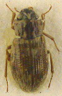 Helophorus mongolensis, paratype, color image