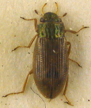 Helophorus paraminutus, paratype, color image