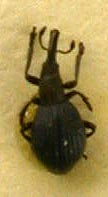 Apion bonvouloiri baldensis, paratype, color image
