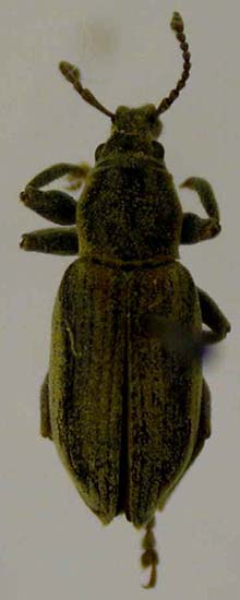 Chlorophanus tuvensis, paratype, color image