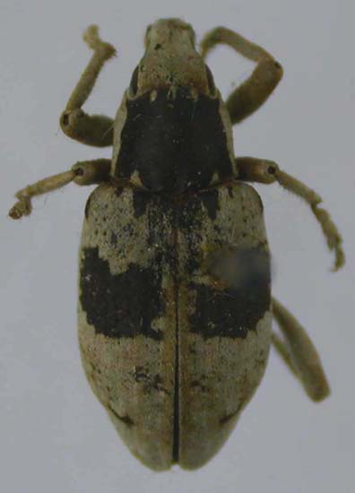 Chromonotus zaisanensis, allotype, color image