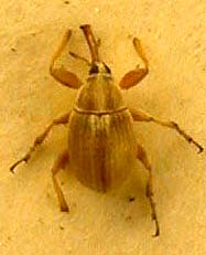 Corimalia fausti orientalis, paratype, color image