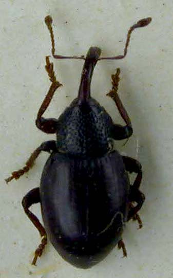 Notaris oberti altaicus, holotype, color image