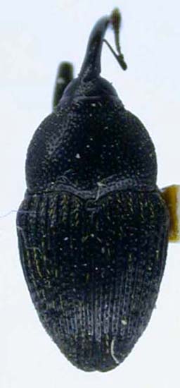 Geraeus littoralis, paratype, color image