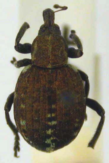 Glanis teletskianus, holotype, color image