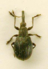 Hemitrichapion tschegitunensis, paratype, color image