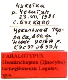 patatype labels, color image