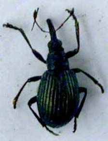 Hemitrichapion tschernovi terektinensis, holotype, color image