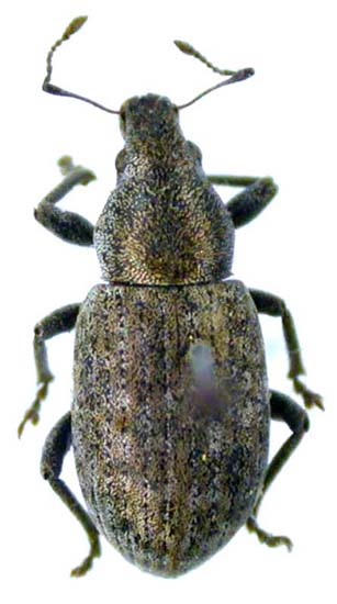 Pholicodes pancaucasicus, paratype, color image
