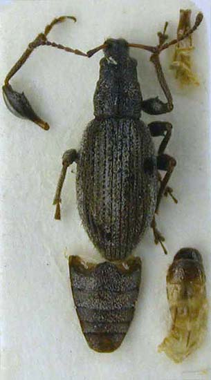 Phyllobius logunovi, holotype, color image