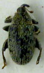 Pseudorchestes asiaticus, holotype, color image