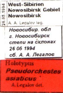 holotype labels, color image