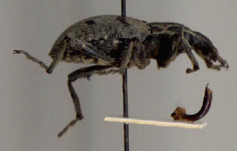 Stephanocleonus sinitsyni, holotype, color image