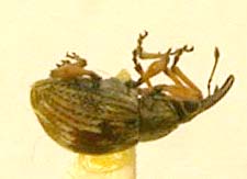 Sterculapion pseudofranserianum, paratype, color image