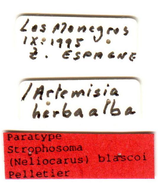paratype labels, color image