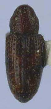 Tyloderma aquaticum, paratype, color image