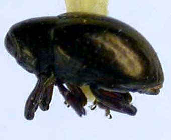 Tyloderma marshalli, paratype, color image