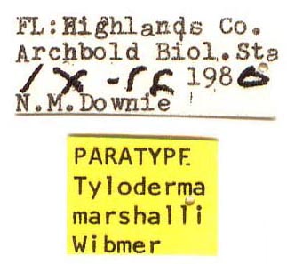 paratype labels, color image