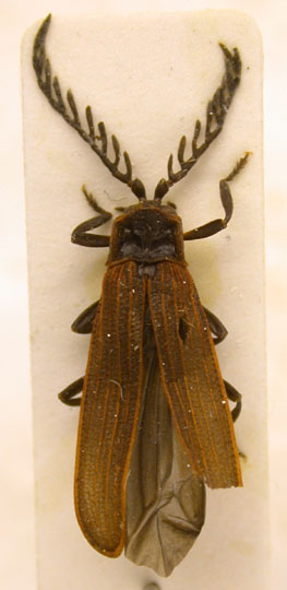 Cautires dubatolovi, holotype, color image