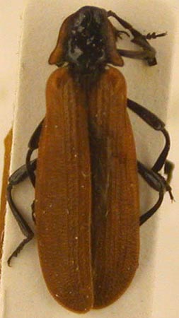 Lycostomus darjeelensis, paratype, color image