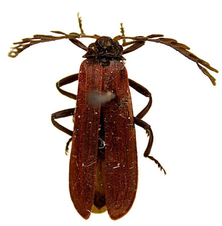 Macrolycus kazantsevi, holotype, color image