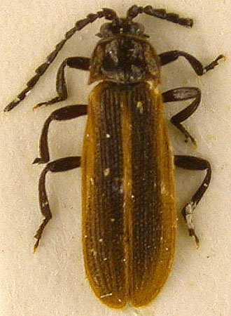 Plateros nepalensis, paratype, color image