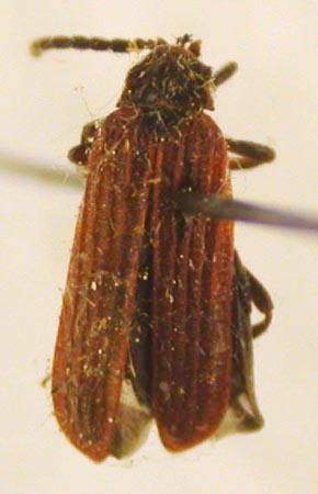 Pyropterus insularis, paratype, color image