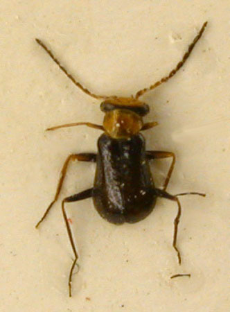 Cephaloncus kryzhanovskyi, paratype, color image