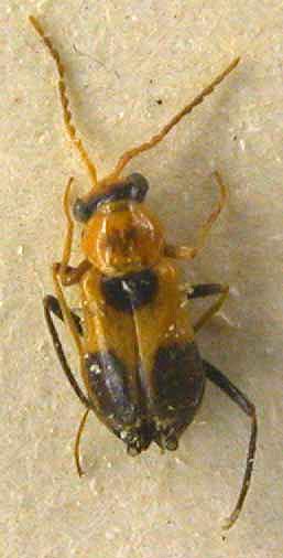 Hypebaeus cyathiger, paratype, color image